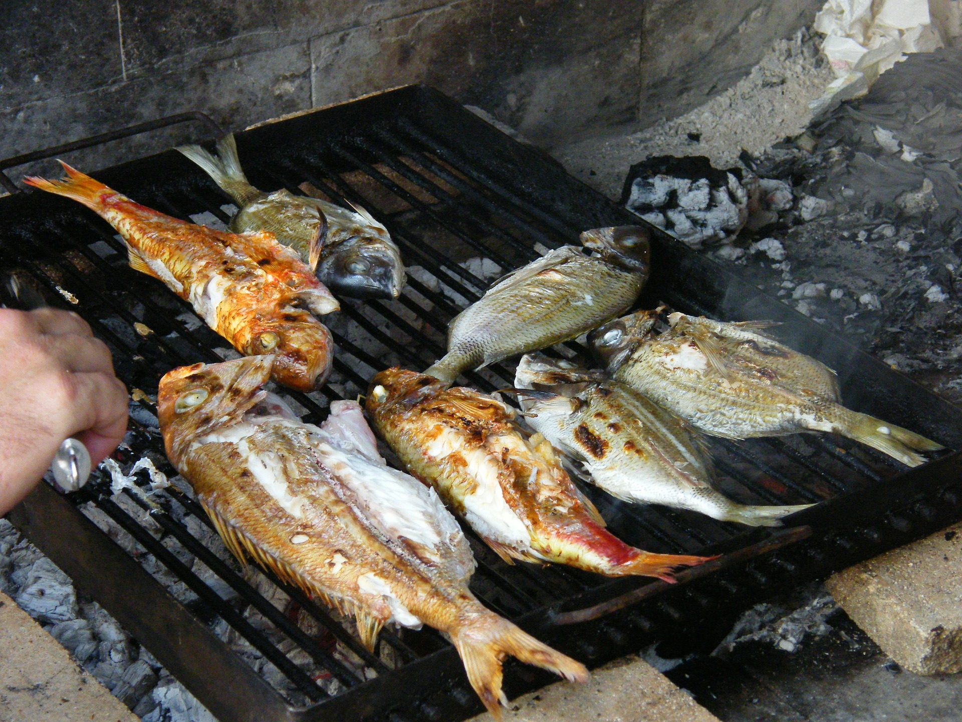 grilled fish dalmatian